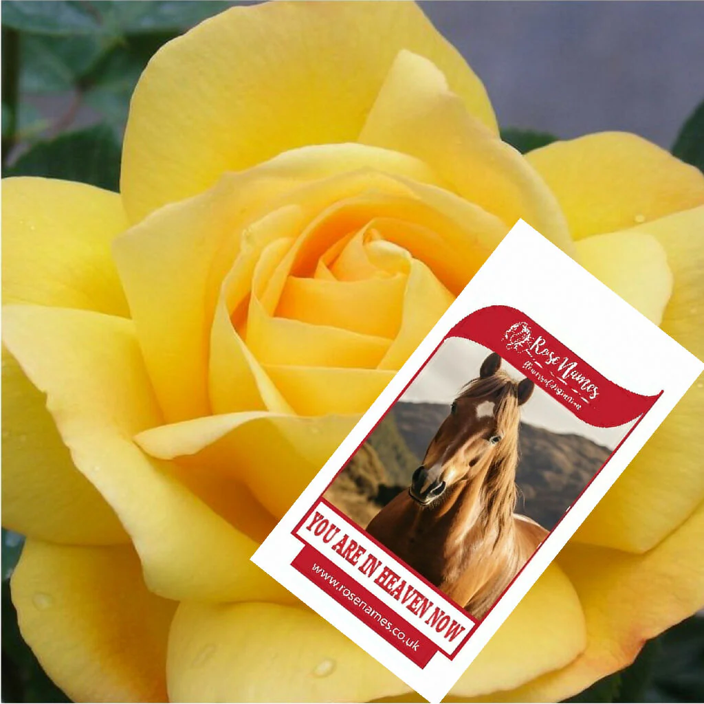 Name a Pet Remembrance Rose - Image 6