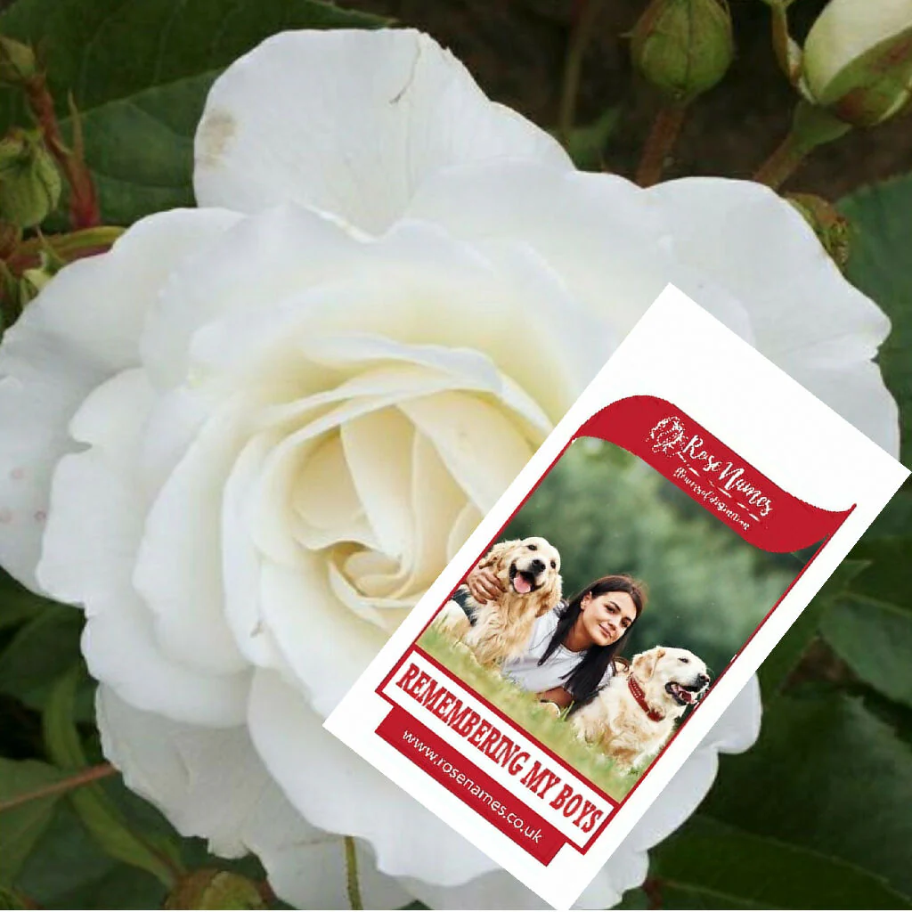 Name a Pet Remembrance Rose - Image 7