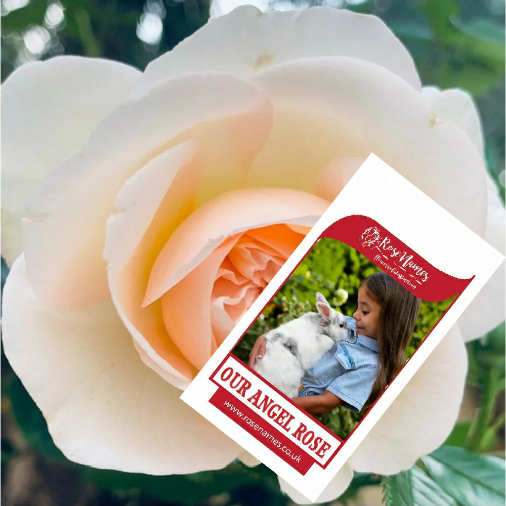 Name a Pet Remembrance Rose - Image 8