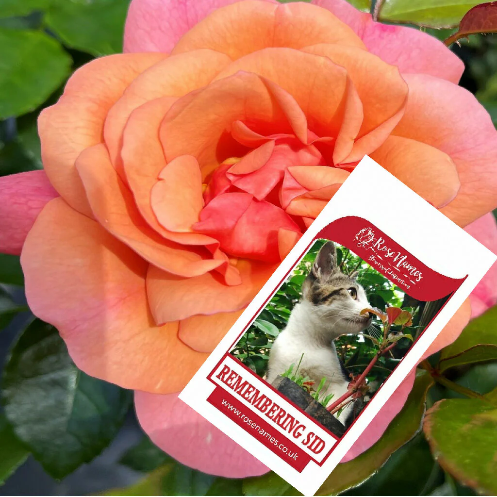Name a Pet Remembrance Rose - Image 9