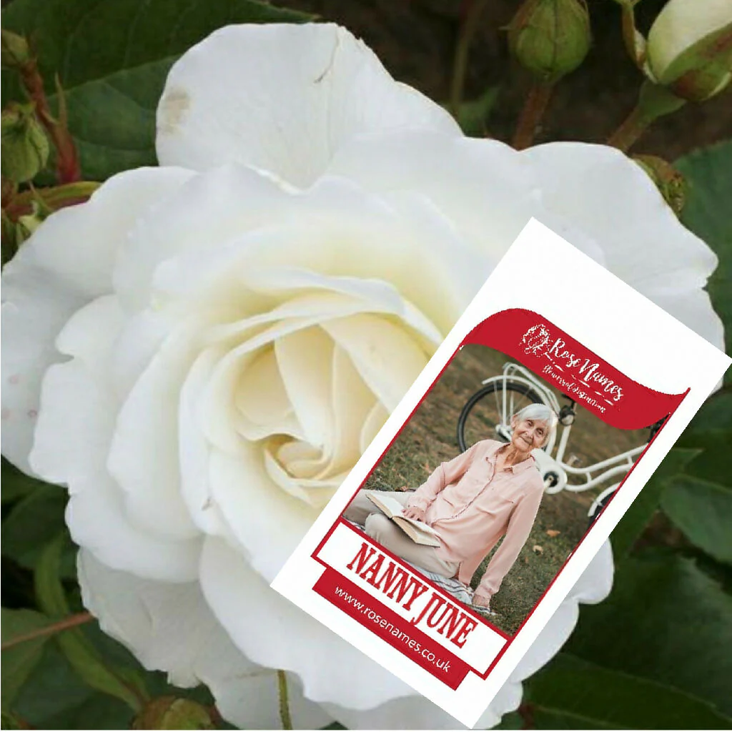 Name a Remembrance Rose - Image 3
