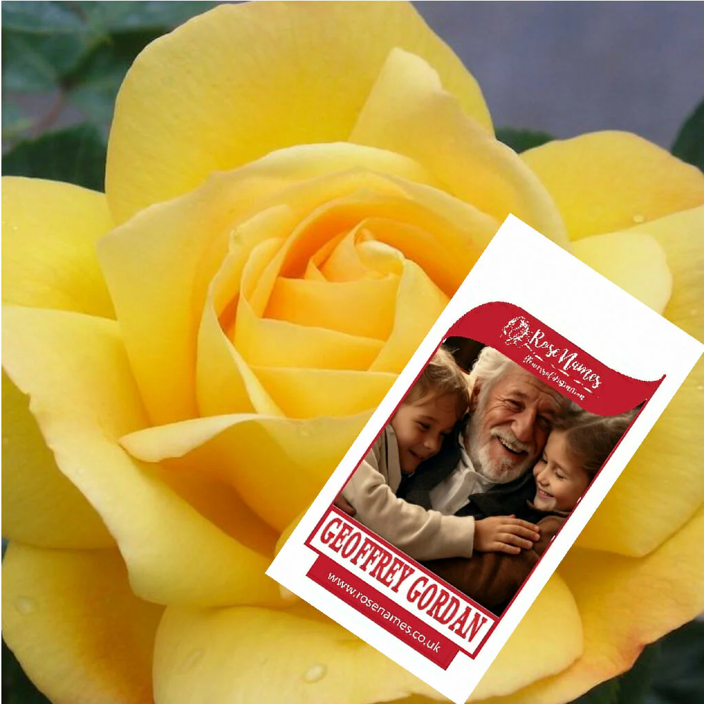 Name a Remembrance Rose - Image 4