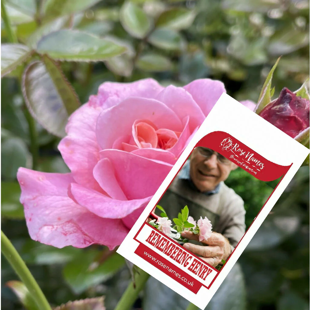 Name a Remembrance Rose - Image 5