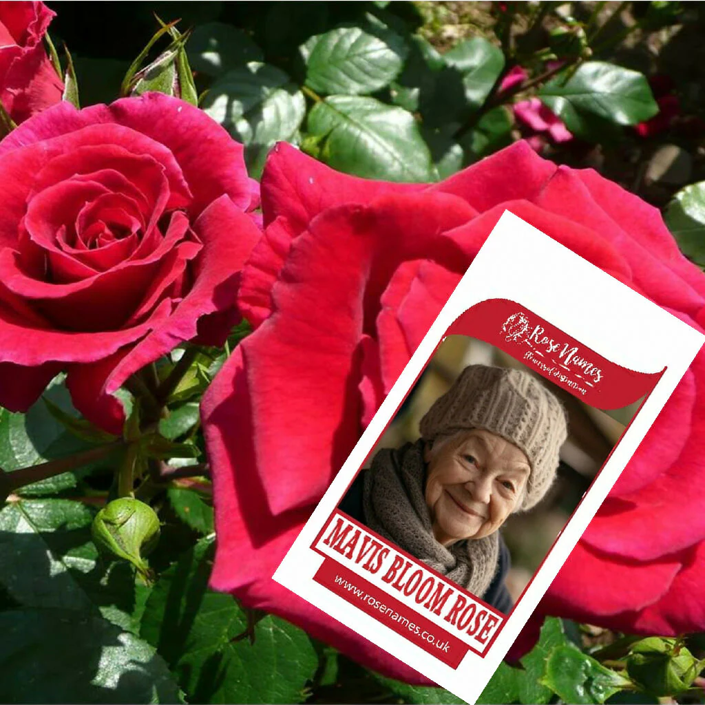 Name a Remembrance Rose - Image 6