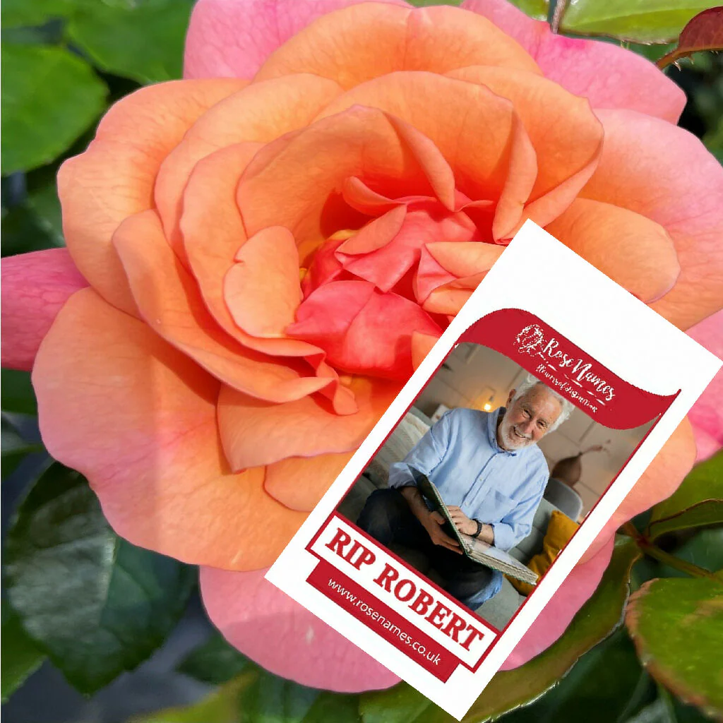 Name a Remembrance Rose - Image 7