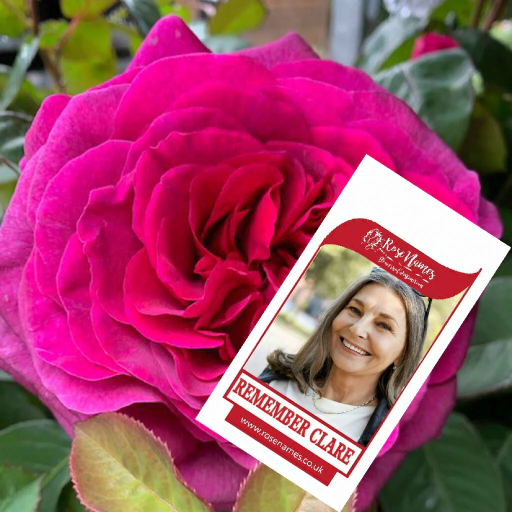 Name a Remembrance Rose - Image 8