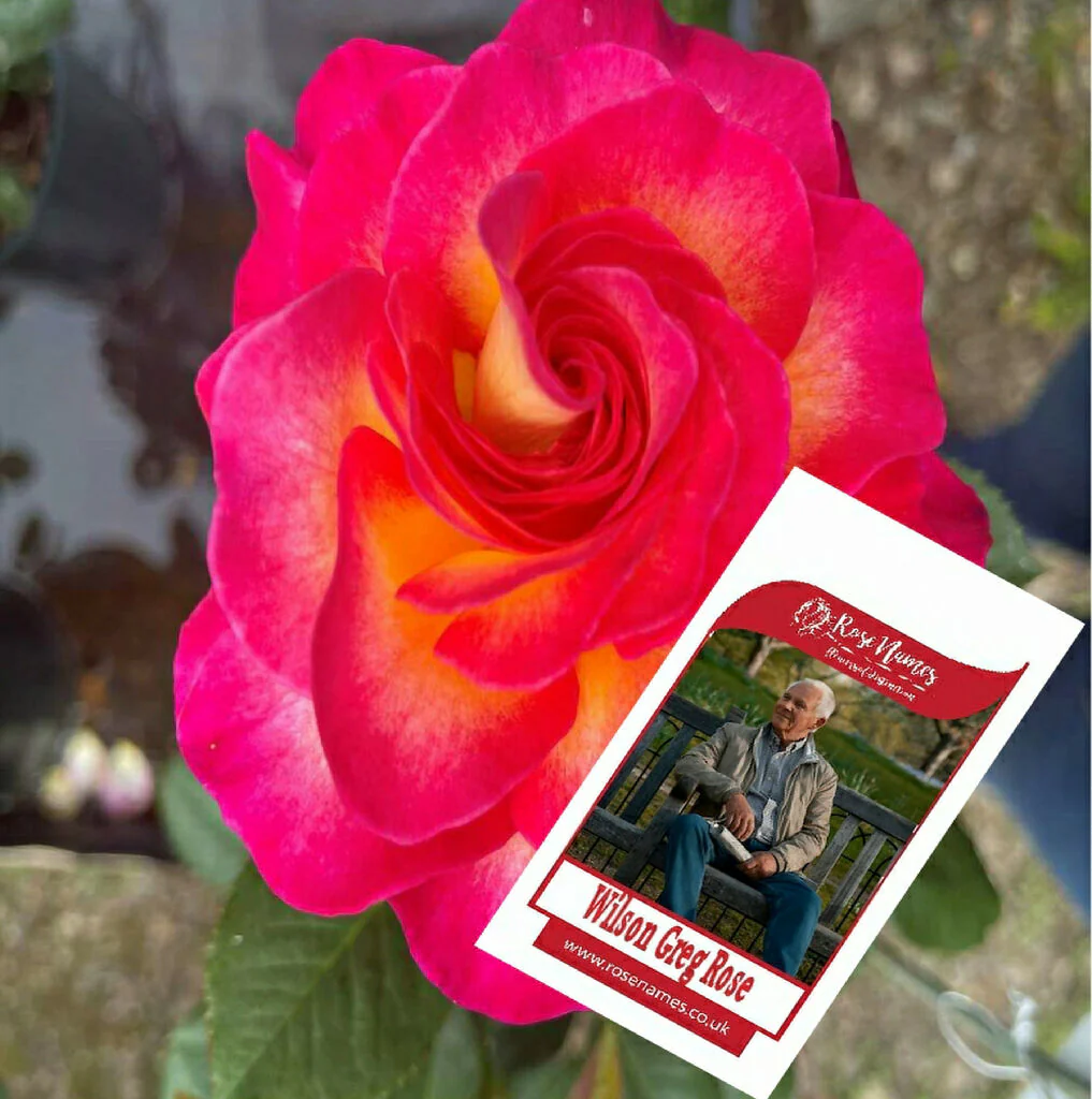 Name a Remembrance Rose - Image 9