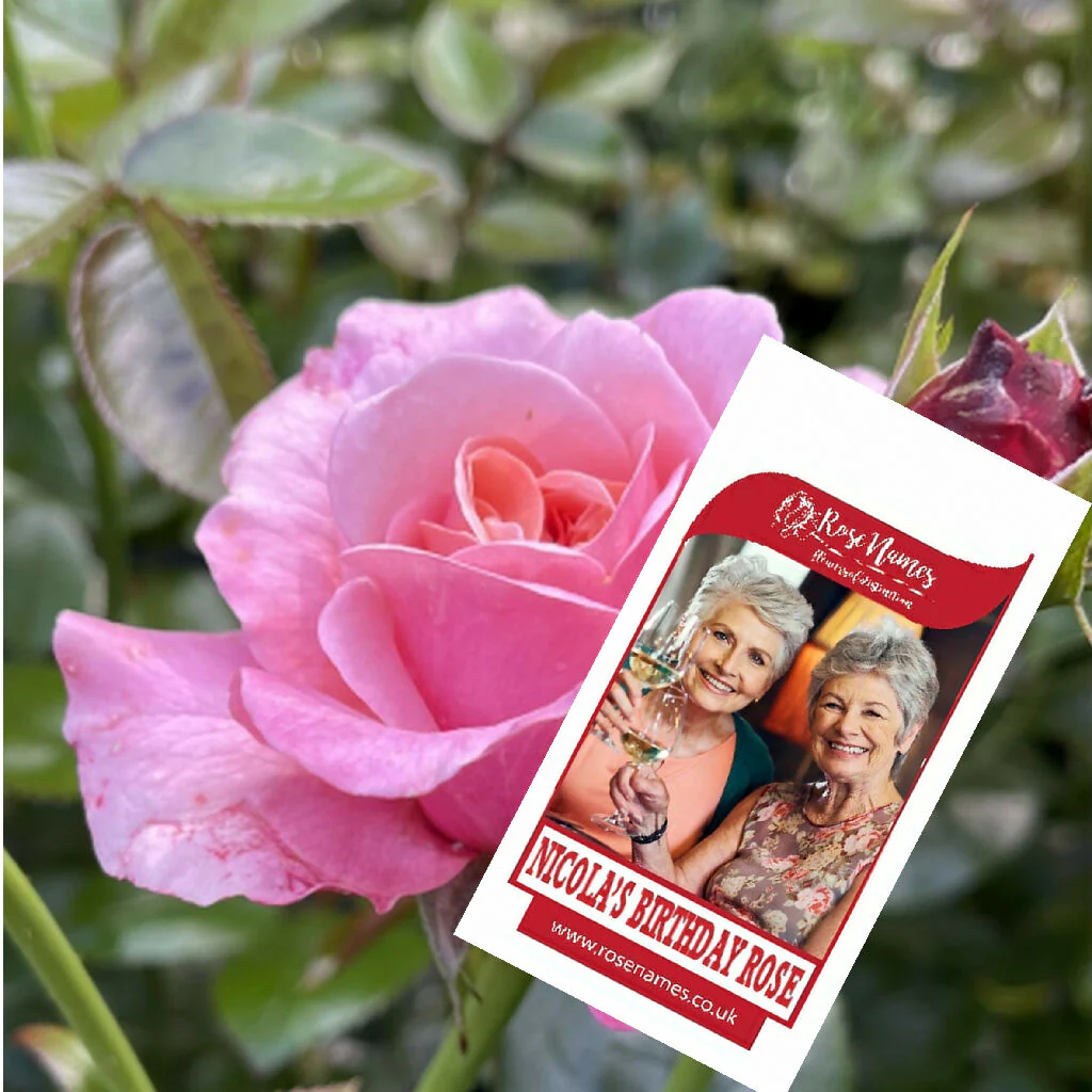 Name a Rose - Image 3