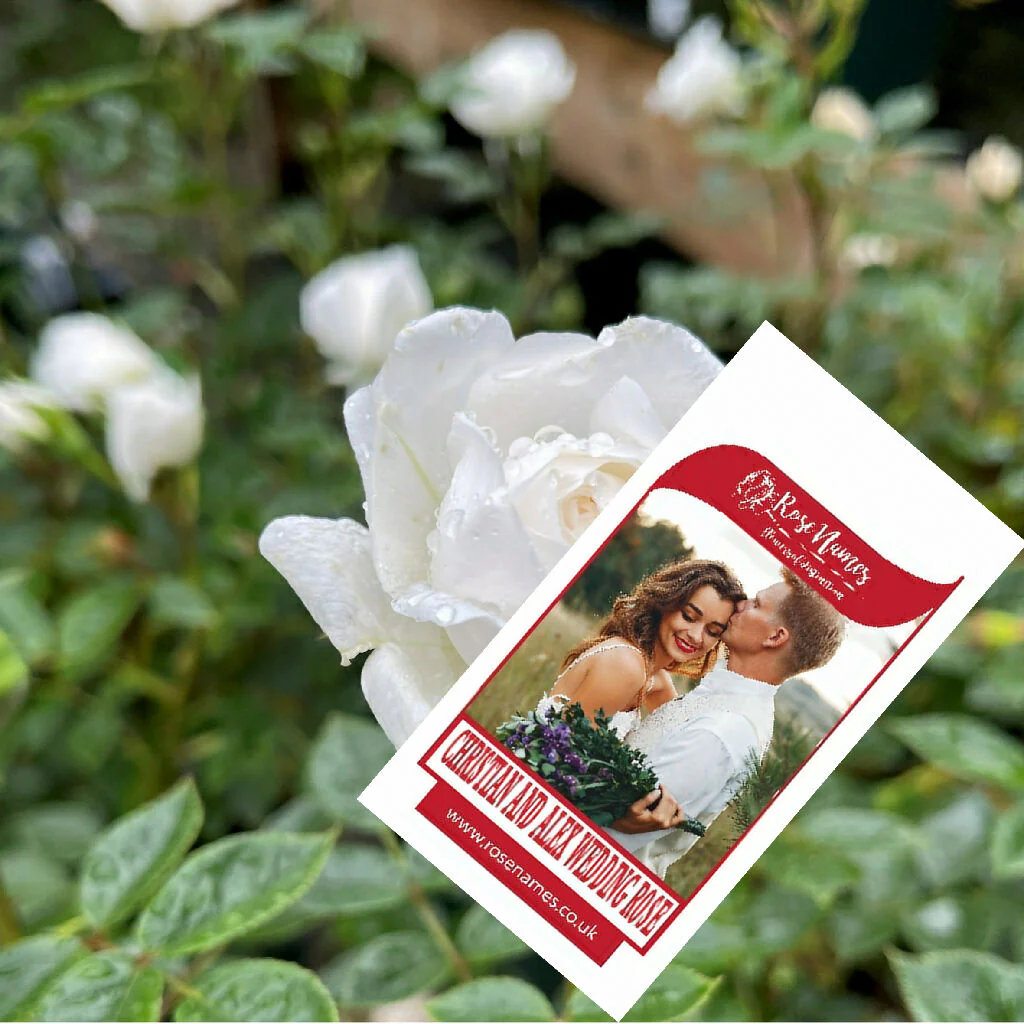 Name a Wedding Day Rose
