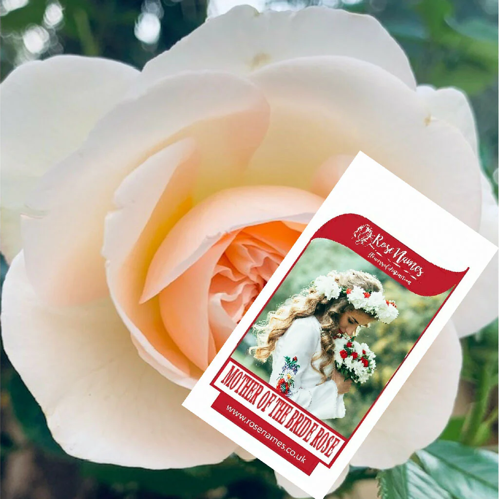 Name a Wedding Day Rose - Image 3