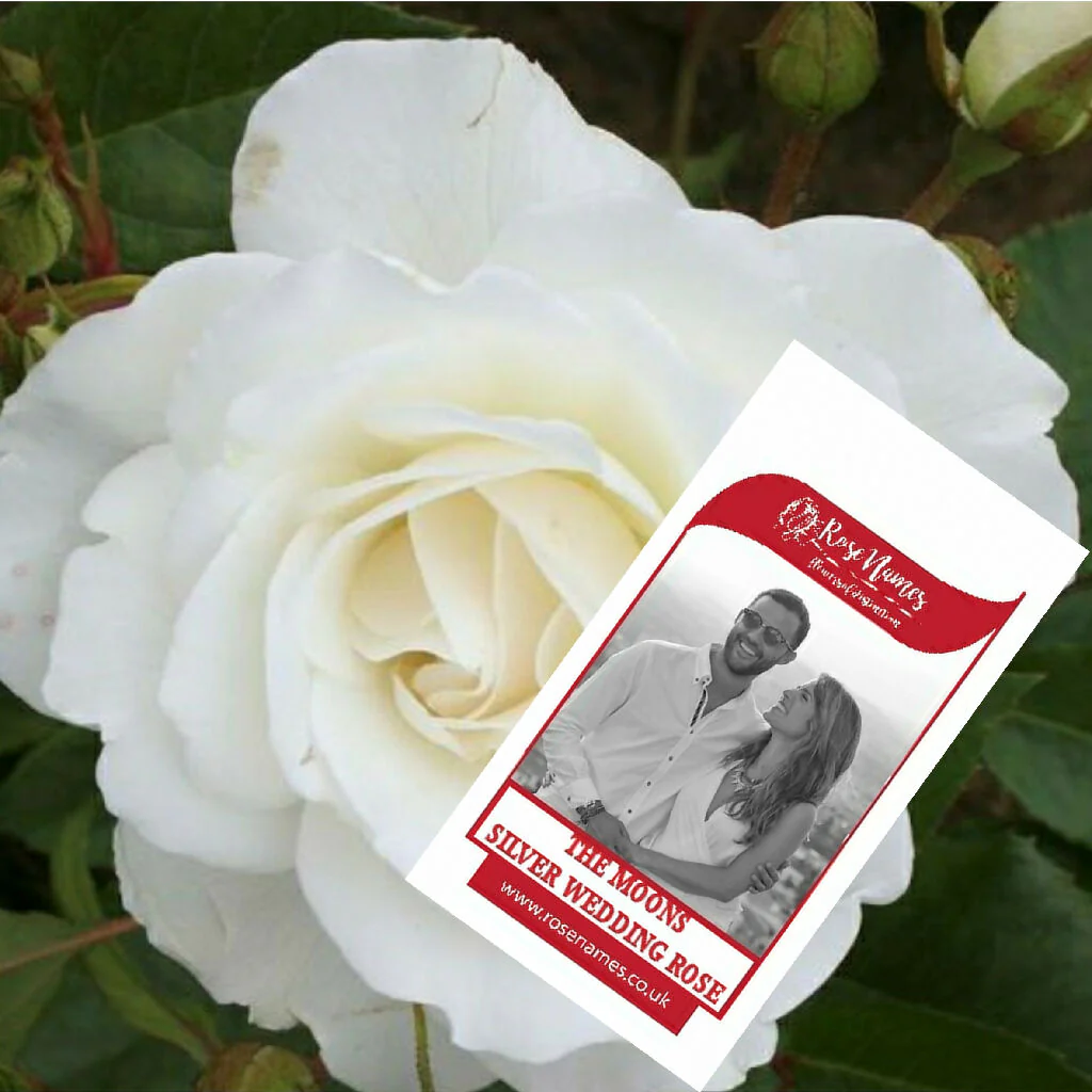 Name an Anniversary Rose - Image 4