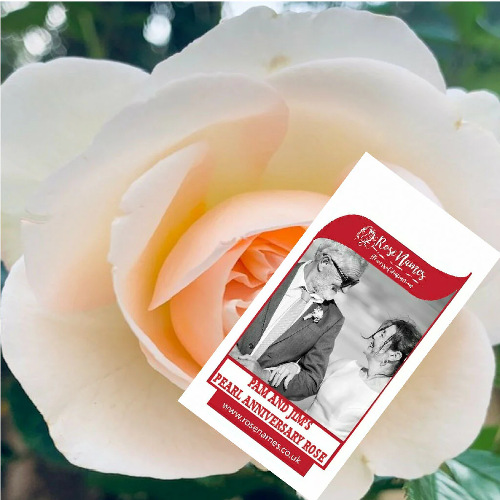 Name an Anniversary Rose - Image 5