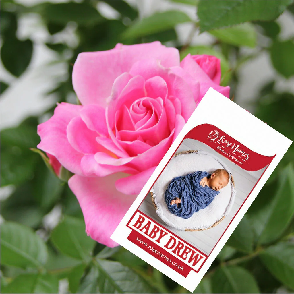 Name your own New Baby Rose - Image 2