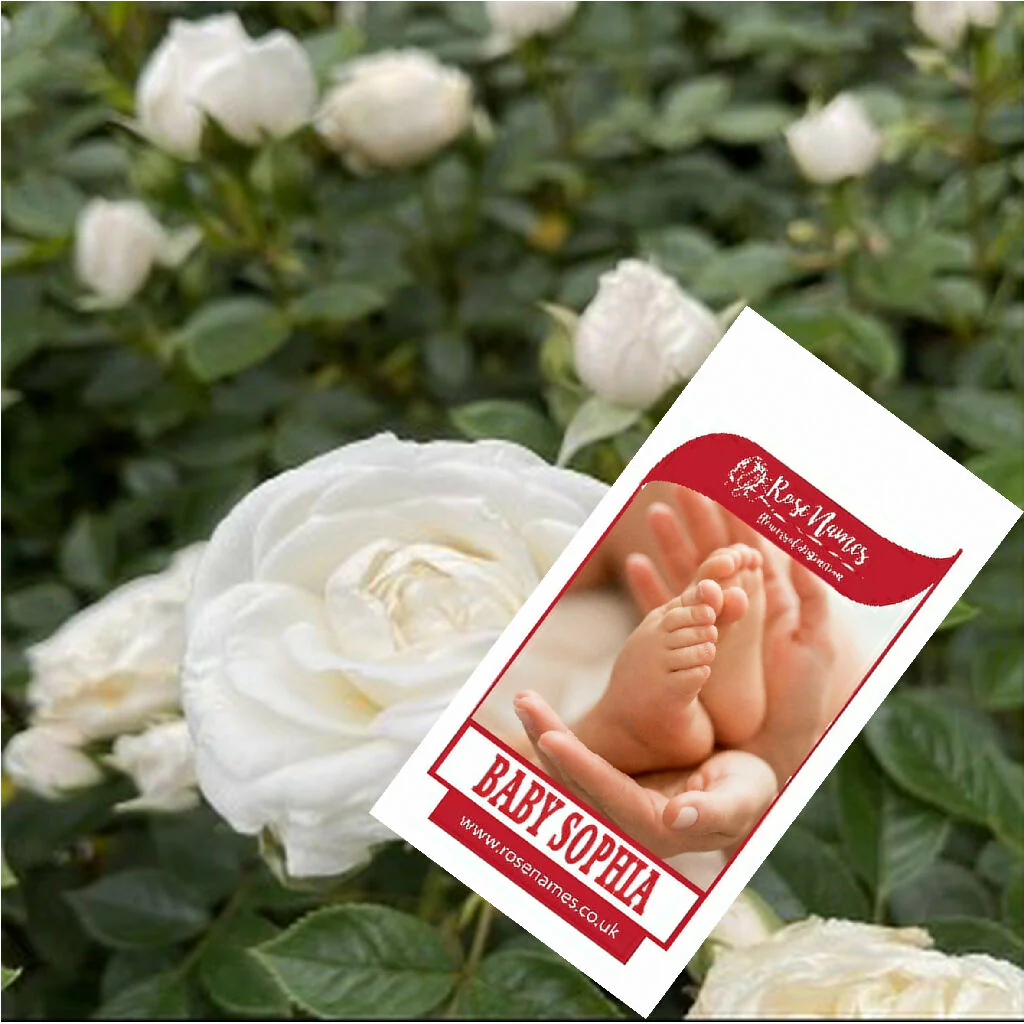 Name your own New Baby Rose - Image 3