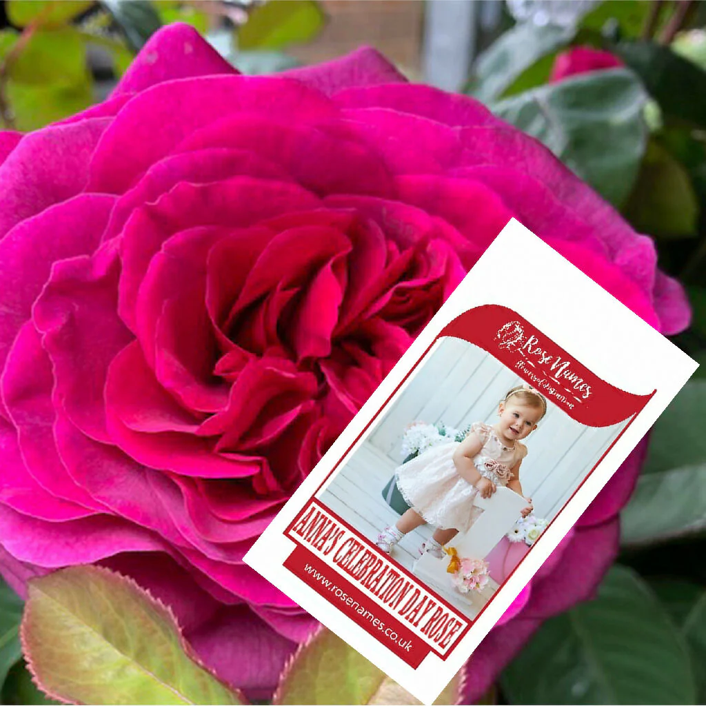Name your own New Baby Rose - Image 5