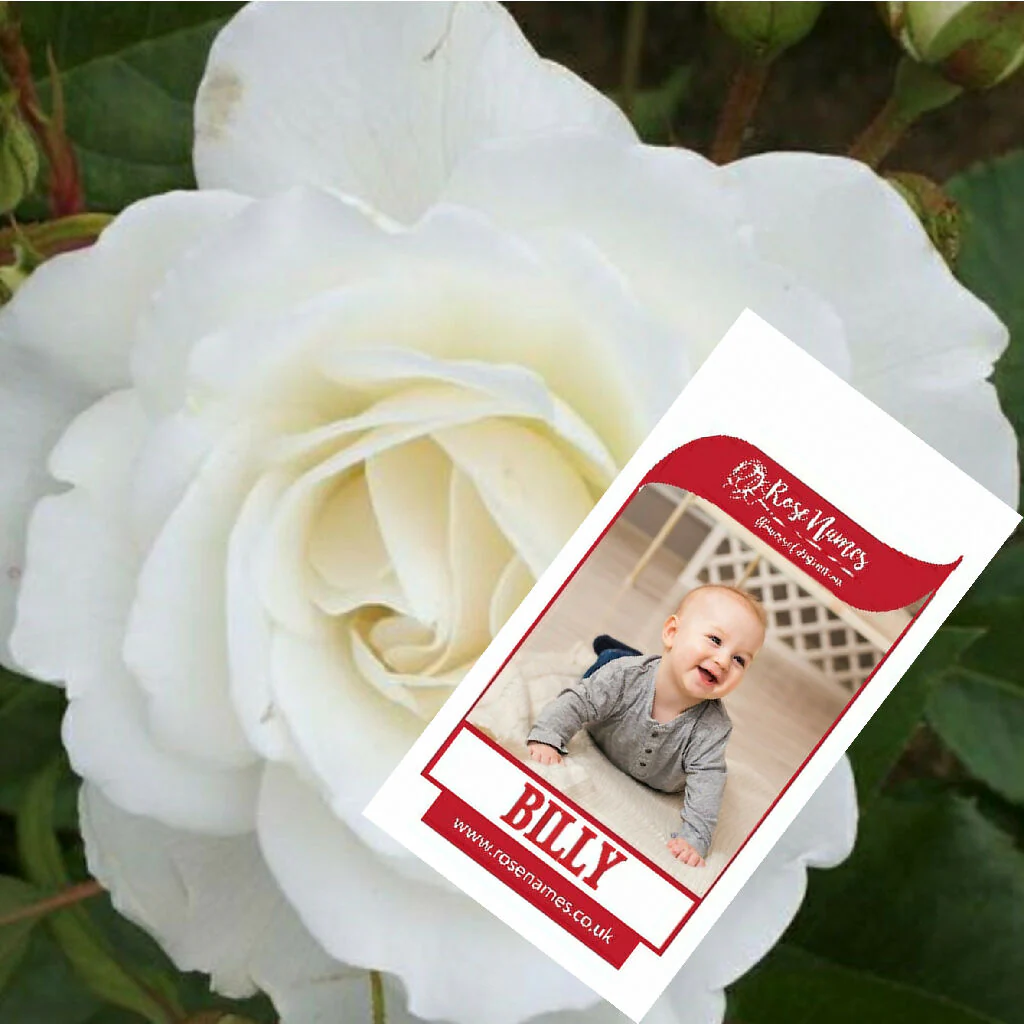 Name Your Own Thank You Rose - Image 2