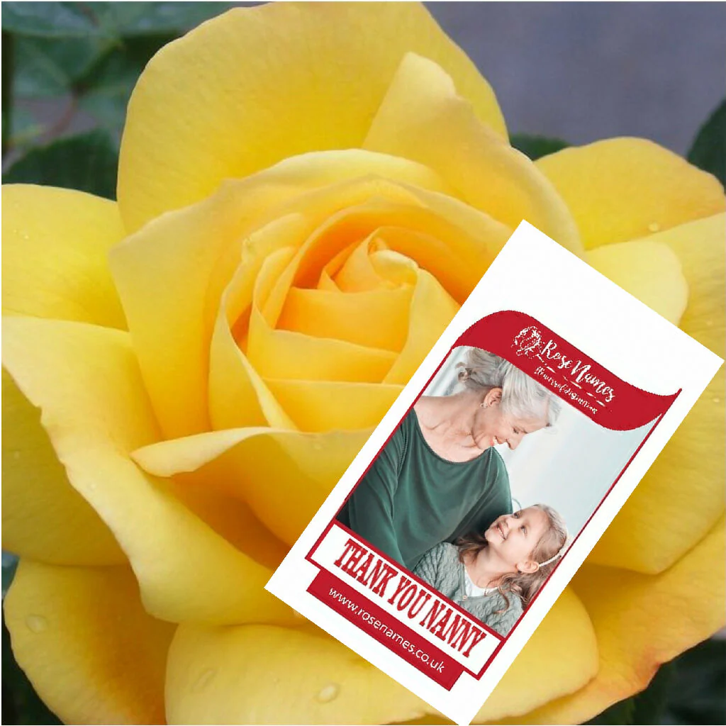 Name Your Own Thank You Rose - Image 7