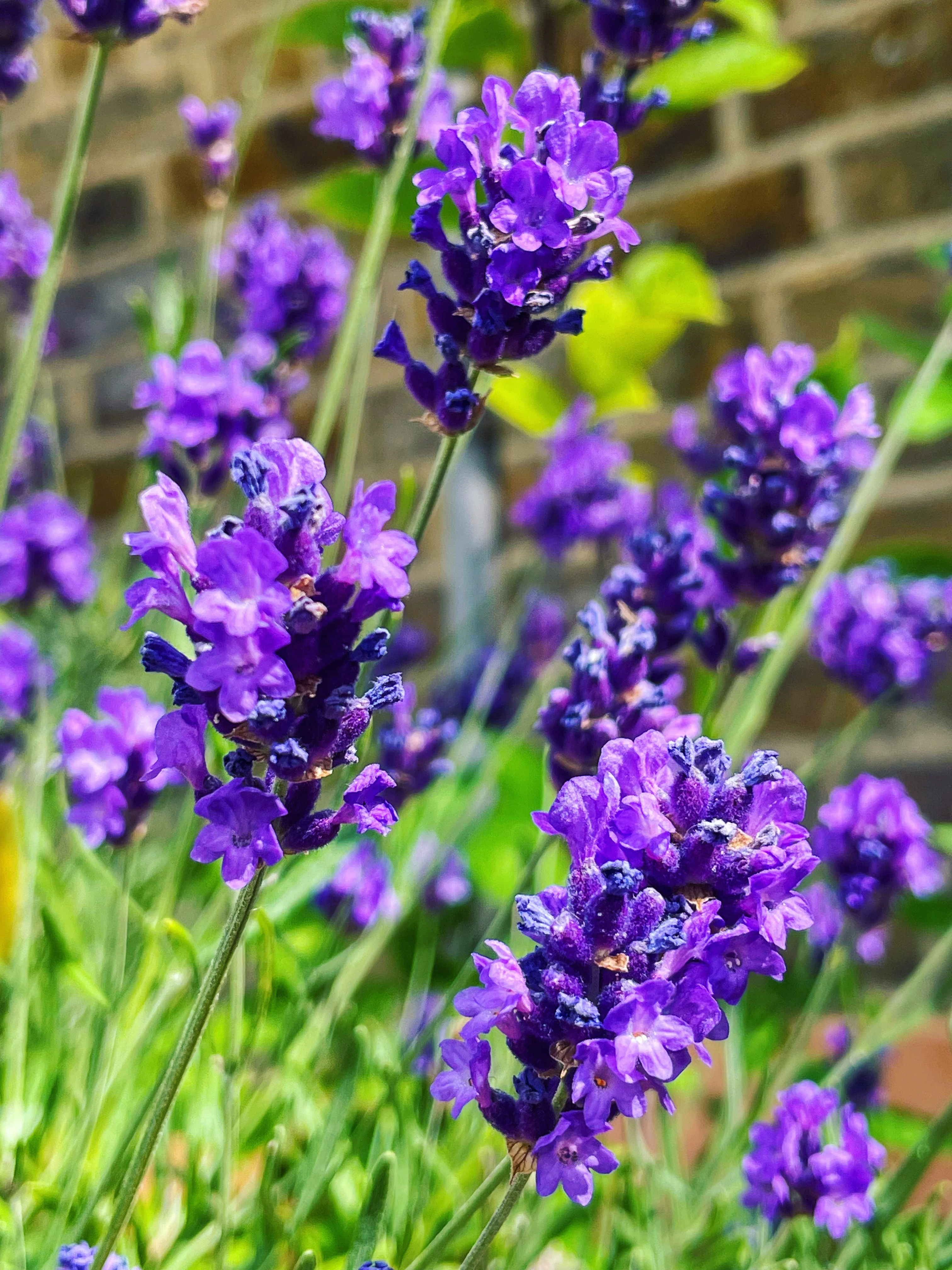 Necklace with lavender and lily flowers - Image 9