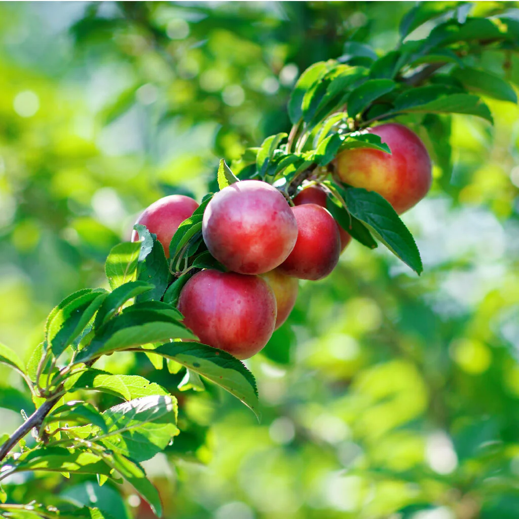 Nectarine Trees, 'Humboldt', Full Plants in 10 Litre Pots - Image 3