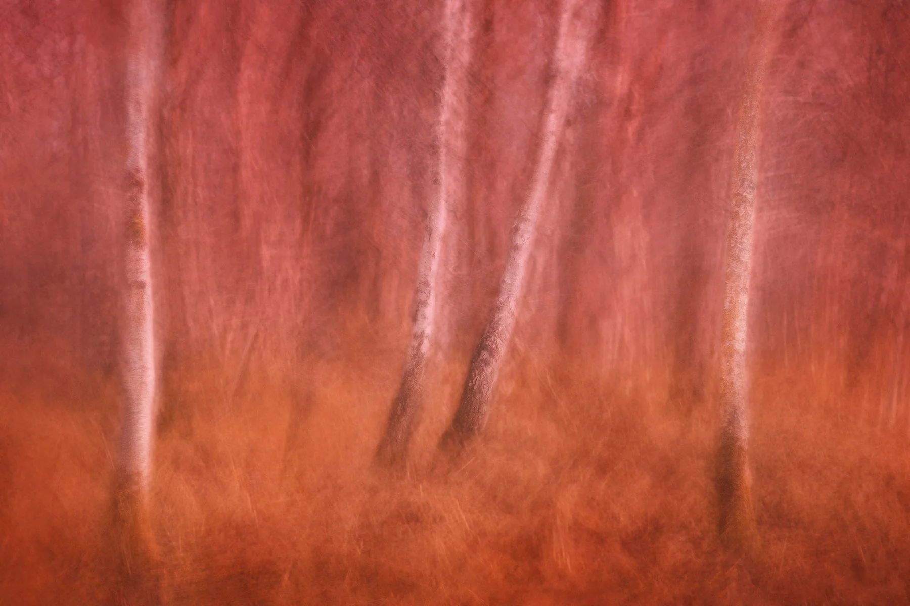 Warming Autumnal Art Print 'Ochre Wood' - Image 5