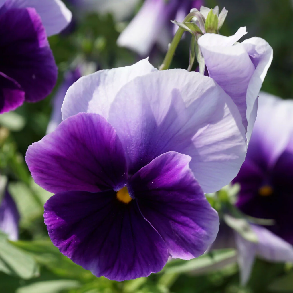 Pansy Plants, 'Beaconsfield', 20 x Full Plant Pack - Image 2