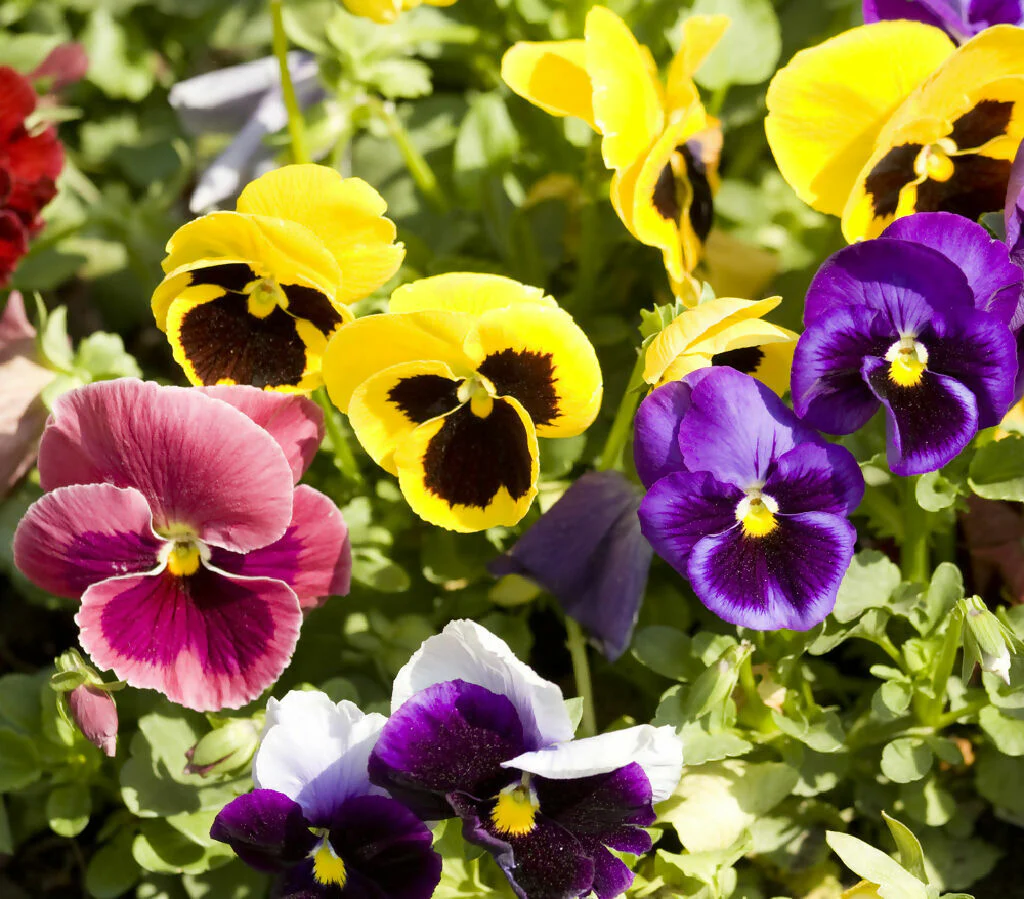 Pansy Plants, 'Delta Mix', 20 x Full Plant Pack - Image 3