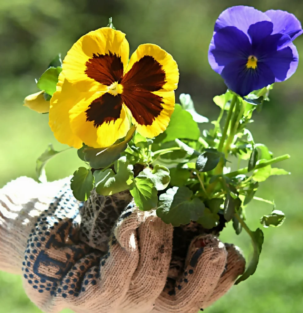 Pansy Plants, 'Delta Mix', 20 x Full Plant Pack - Image 4