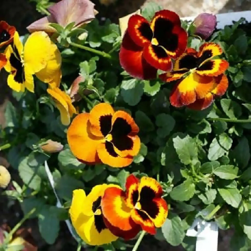 Pansy Plants, 'Fire Surprise', 20 x Full Plant Pack - Image 2