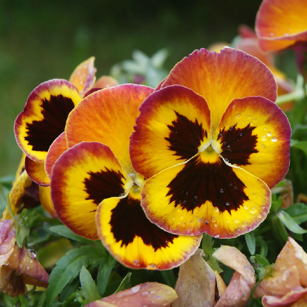 Pansy Plants, 'Fire Surprise', 20 x Full Plant Pack - Image 3