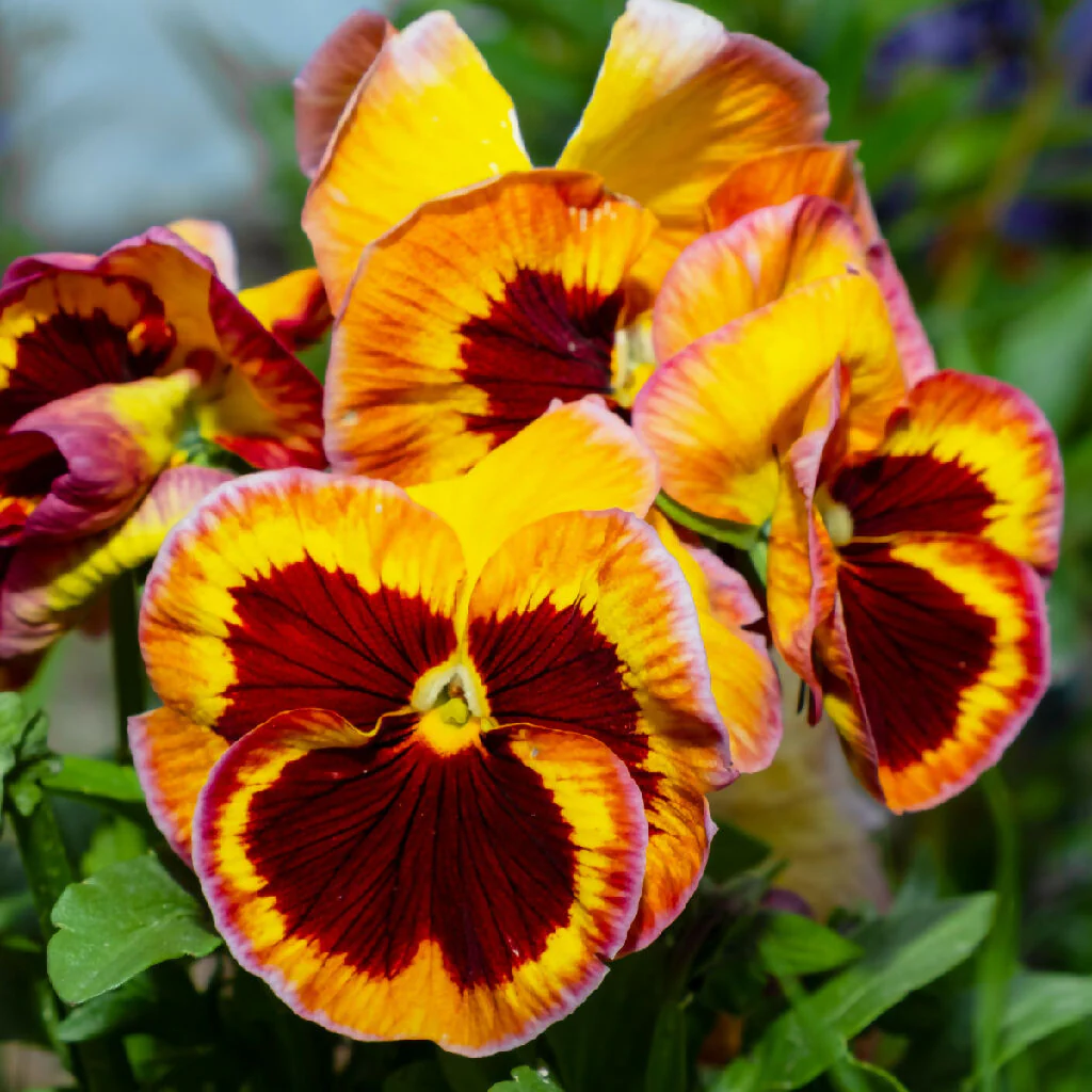 Pansy Plants, 'Fire Surprise', 20 x Full Plant Pack - Image 4