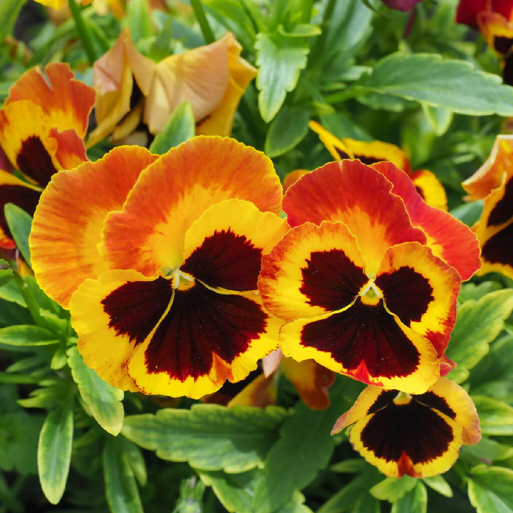 Pansy Plants, 'Fire Surprise', 20 x Full Plant Pack - Image 5