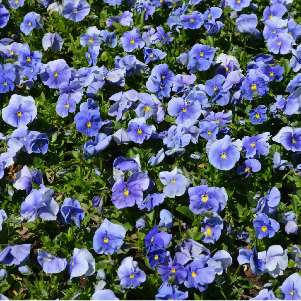Pansy Plants, 'True Blue', 20 x Full Plant Pack - Image 3