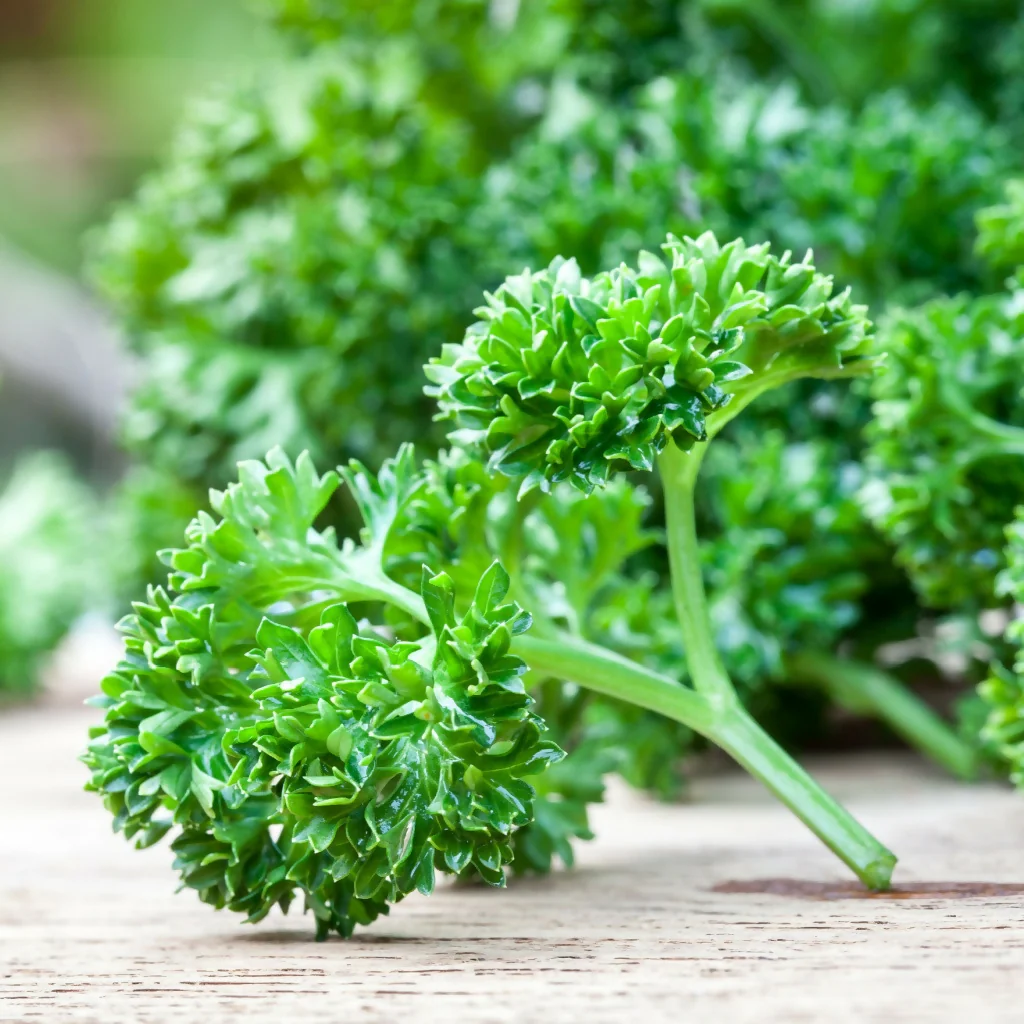 Parsley Plants, Curly Leaf 'Krausa', Full Plants in 9cm Pots - Image 2