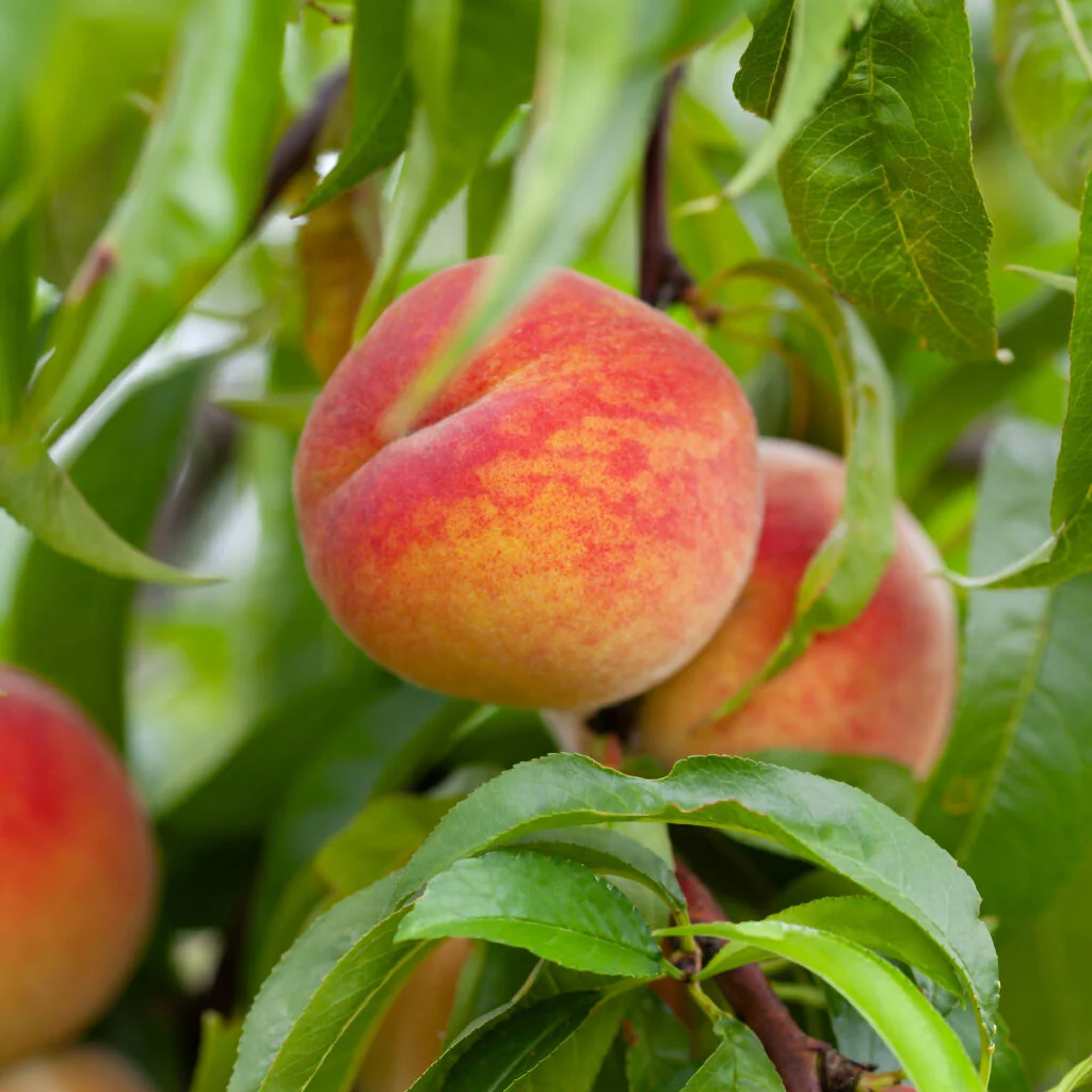 Peach Trees, 'Pergerine', Full Plants in 10 Litre Pots - Image 2