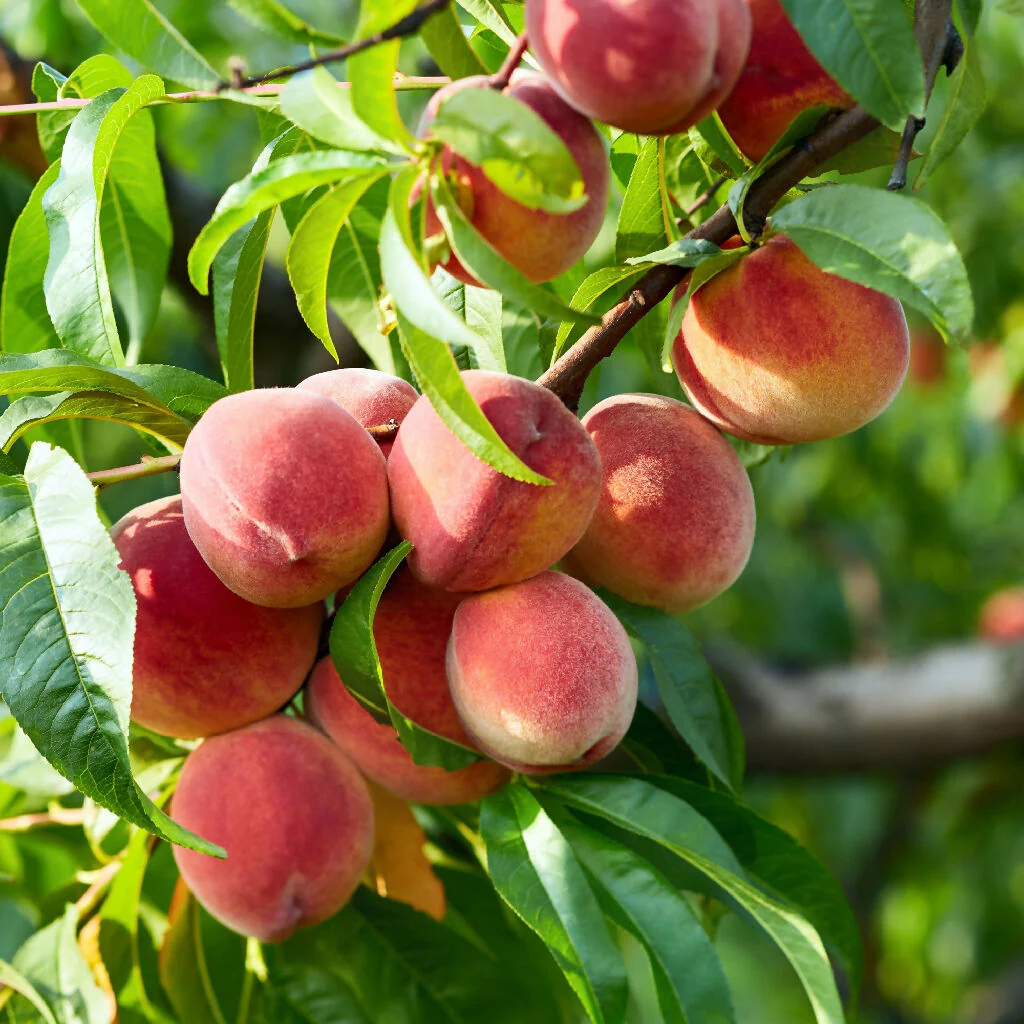 Peach Trees, 'Rochester', Full Plants in 10 Litre Pots - Image 3