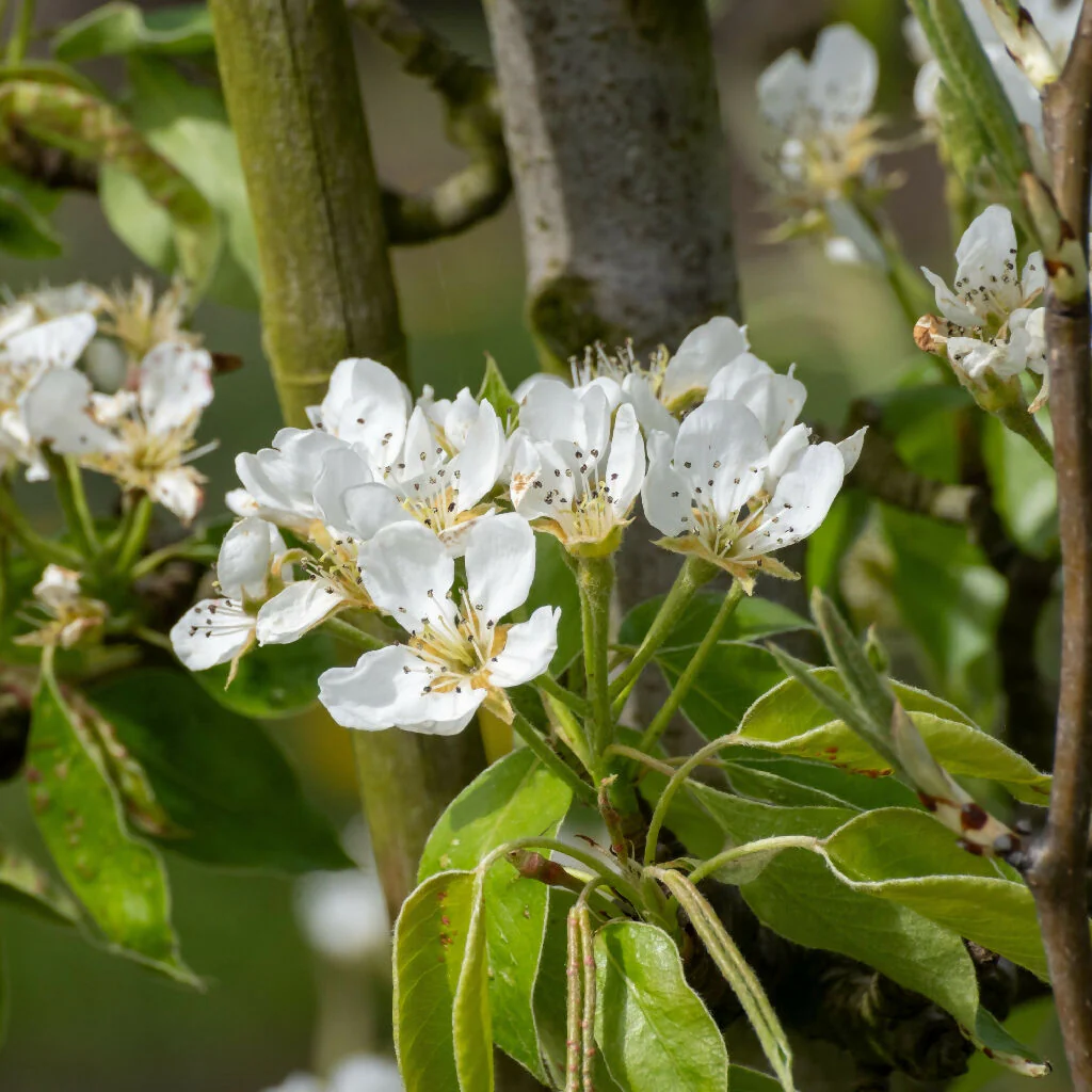 Pear Trees, 'Concorde', Full Plants in 10 Litre Pots - Image 3