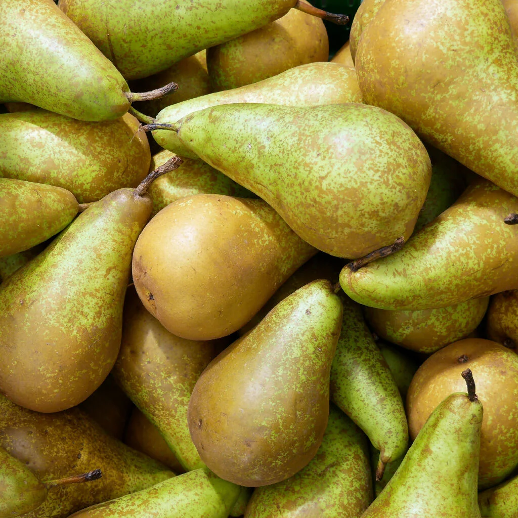 Pear Trees, 'Conference', Full Plants in 10 Litre Pots - Image 5