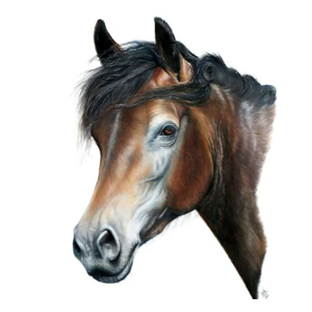 Pet Portrait Commissions - Image 9
