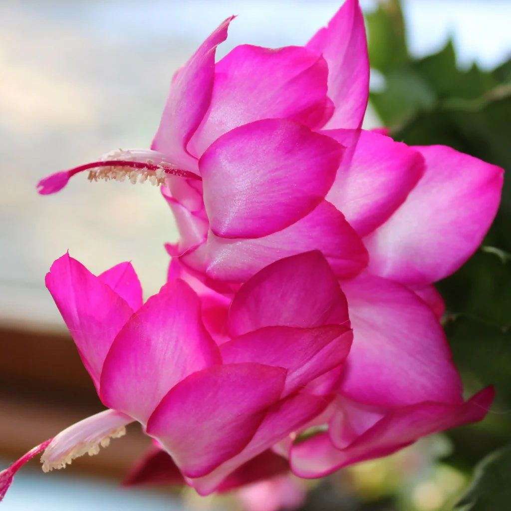 Pink Christmas Cactus Plants, 'Exotic Dancer', Full Plants in 13cm Pots