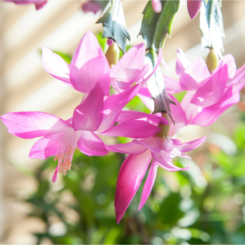 Pink Christmas Cactus Plants, 'Exotic Dancer', Full Plants in 13cm Pots - Image 2