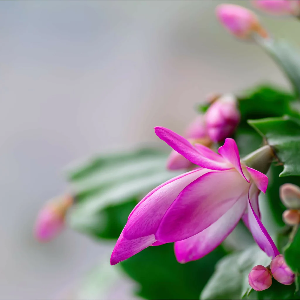 Pink Christmas Cactus Plants, 'Exotic Dancer', Full Plants in 13cm Pots - Image 3