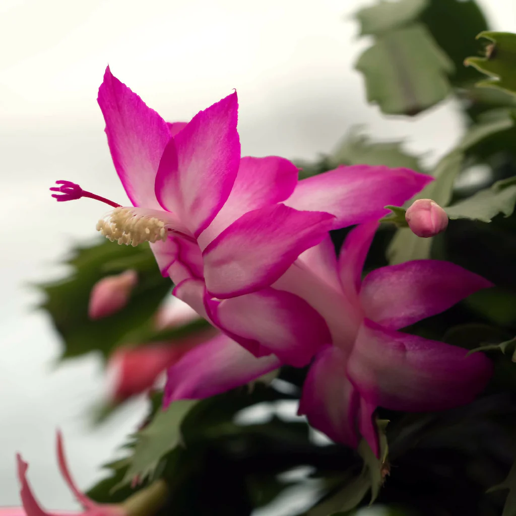Pink Christmas Cactus Plants, 'Exotic Dancer', Full Plants in 13cm Pots - Image 4