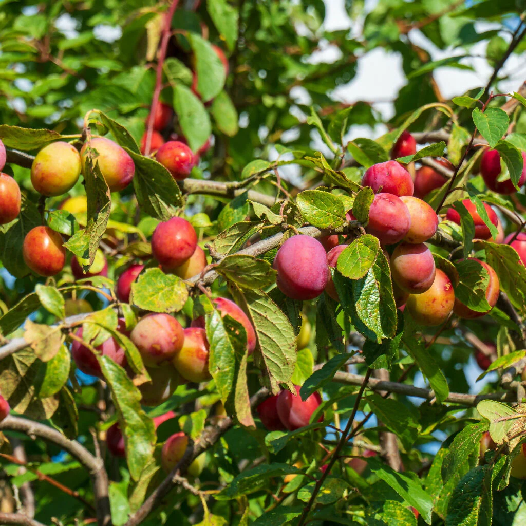 Plum Trees, 'Victoria', Full Plants in 10 Litre Pots - Image 2