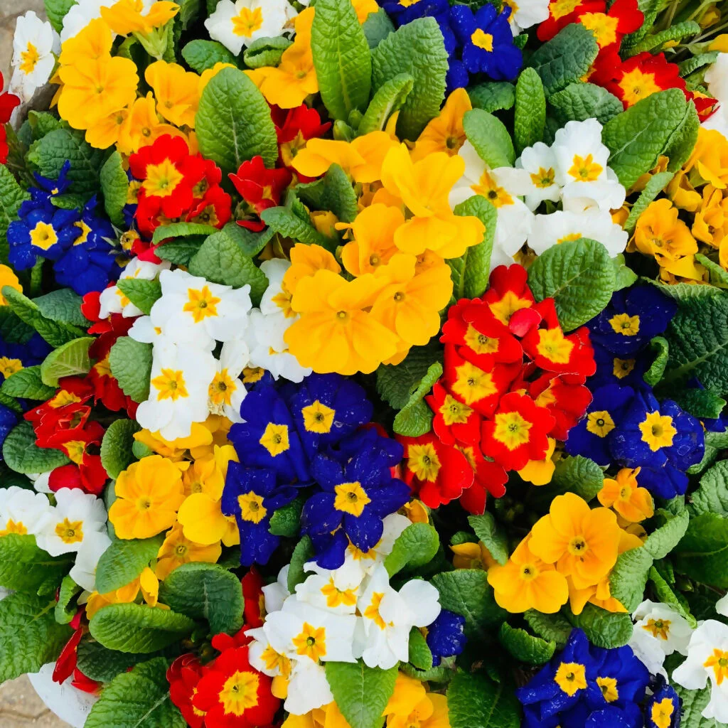 Polyanthus Plants, 'Stella Mix', 20 x Full Plant Pack - Image 2