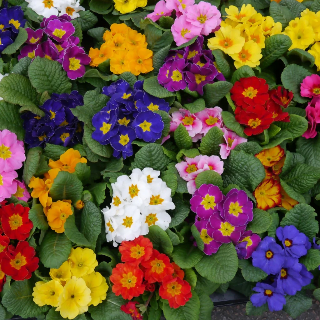 Polyanthus Plants, 'Stella Mix', 20 x Full Plant Pack - Image 3
