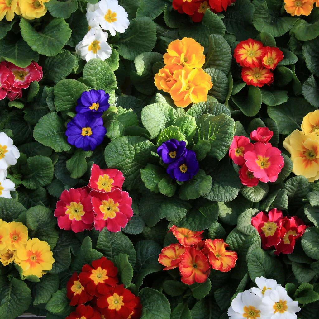 Polyanthus Plants, 'Stella Mix', 6 x Full Plant Pack - Image 2