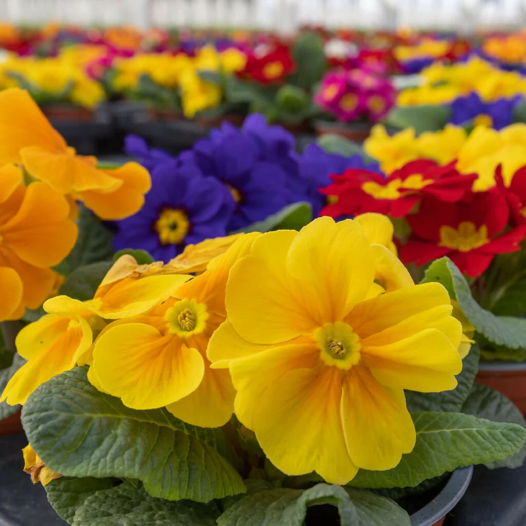 Polyanthus Plants, 'Stella Mix', 6 x Full Plant Pack - Image 3
