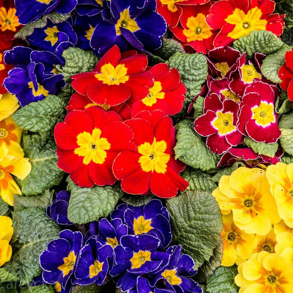 Polyanthus Plants, 'Stella Mix', 6 x Full Plant Pack - Image 4
