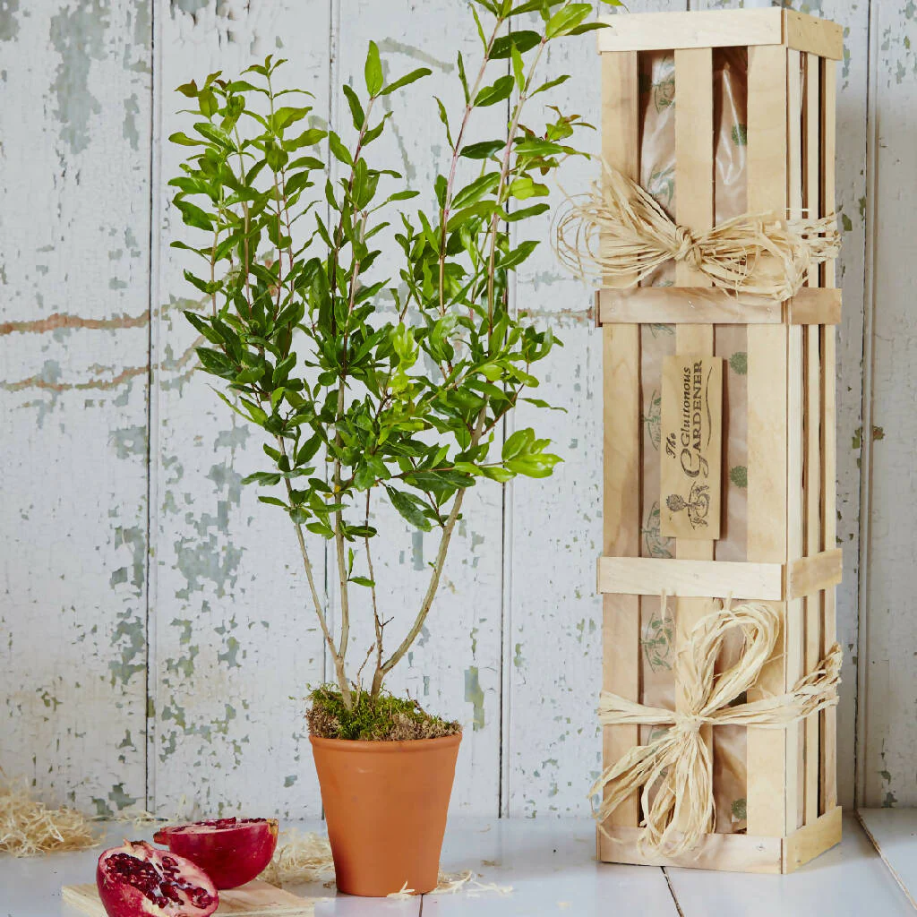 Pomegranate ‘The Tree Of Love’ Gift