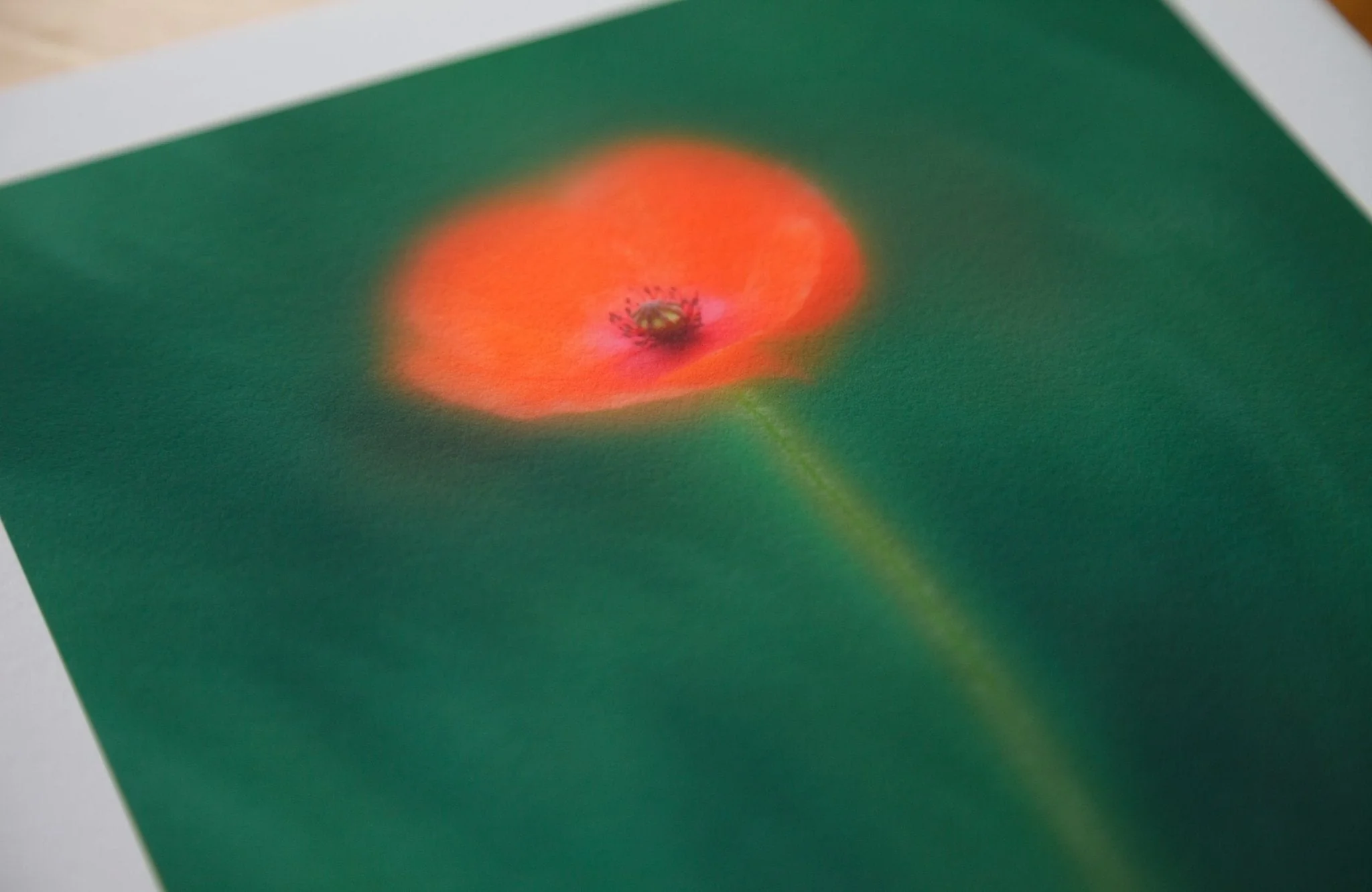 Flower Art Print for Home Interiors 'Poppy' - Image 4